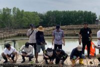 Demak Perkuat Ketahanan Pesisir Melalui Pelestarian dan Penanaman Mangrove