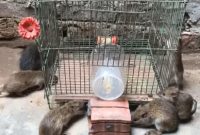 Hewan Tikus penyebab penyakit Leptospirosis.