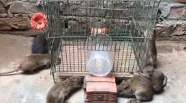 Hewan Tikus penyebab penyakit Leptospirosis.