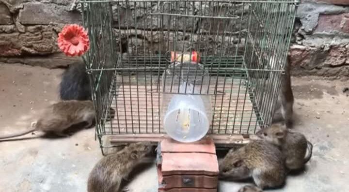 Hewan Tikus penyebab penyakit Leptospirosis.