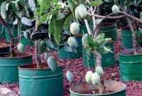 Tabulampot Mangga.