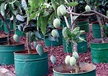 Tabulampot Mangga.