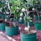 Tabulampot Mangga