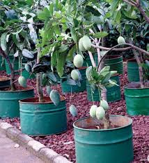 Tabulampot Mangga