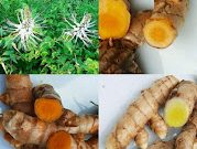Tanaman obat.