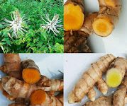 Tanaman obat.