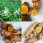 Tanaman obat.