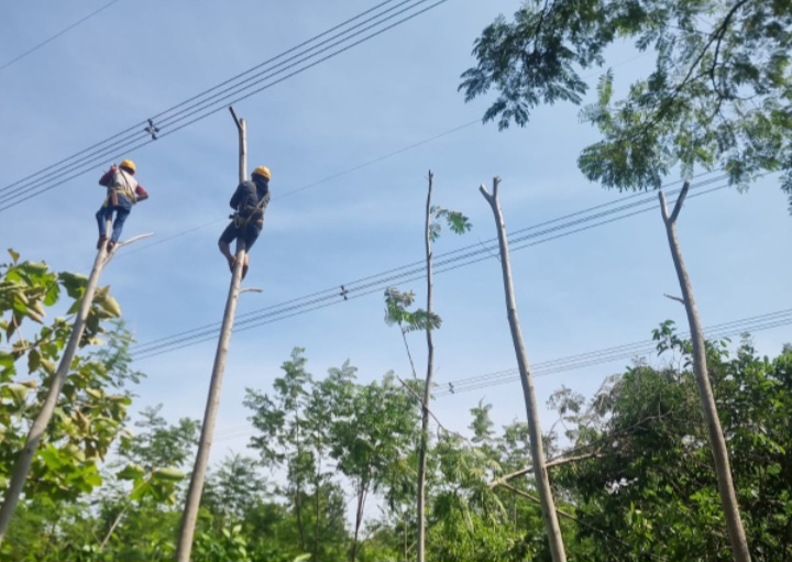 PLN terus mengintensifkan pemeliharaan jaringan listrik untuk meningkatkan keandalan dan kualitas pasokan listrik ke pelanggan. Pemeliharaan jaringan tersebut salah satunya bertujuan untuk memastikan jarak aman atau Right of Ways (ROW) jaringan listrik tegangan tinggi dan ekstra tinggi bebas dari gangguan benda asing seperti pohon, bangunan, antena dan lain sebagainya.