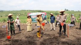 Polres Demak Bersama Instansi Terkait, Gelar Tanam Jagung bersama di Desa Wonosekar, Kecamatan Karangawen, Kabupaten Demak, Selasa (21/1/2025).