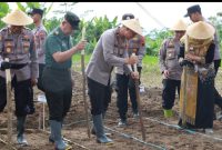 Polres dan Pemda Wonosobo Tanam Jagung Serentak.