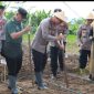 Polres dan Pemda Wonosobo Tanam Jagung Serentak.