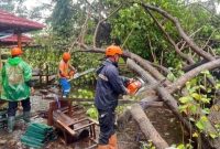 Petugas BPBD Demak membersihkan pohon tumbang dari tengah jalan.
