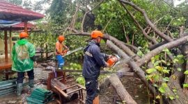 Petugas BPBD Demak membersihkan pohon tumbang dari tengah jalan.