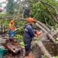 Petugas BPBD Demak membersihkan pohon tumbang dari tengah jalan.