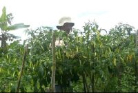 Salah seorang petani cabai di Kabupaten Magelang.