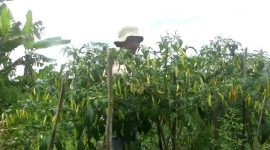 Salah seorang petani cabai di Kabupaten Magelang.