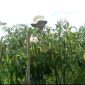 Salah seorang petani cabai di Kabupaten Magelang.