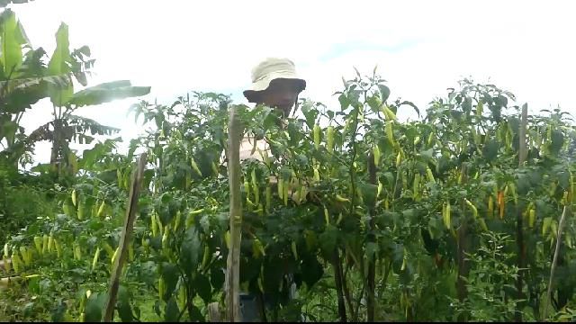 Salah seorang petani cabai di Kabupaten Magelang.