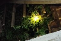 Sebuah cabang pohon jenis Saman patah dan menimpa rumah warga di Dusun Sirukem, Desa Beran, Kecamatan Kepil, Kabupaten Wonosobo, Jumat (7/2/2025).