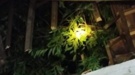 Sebuah cabang pohon jenis Saman patah dan menimpa rumah warga di Dusun Sirukem, Desa Beran, Kecamatan Kepil, Kabupaten Wonosobo, Jumat (7/2/2025).