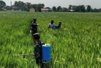 Danramil 10/Guntur, Kapten Arm Prih Wijiyono, memimpin pendampingan cara penyemprotan padi di lahan sawah milik Ibu Sakilah (48), warga Desa Bogosari, Kecamatan Guntur, Senin (10/2/2025).
