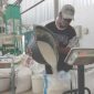 Rice milling unit yang dikelola Koperasi Produsen Gatos Bumi Jawi, menerapkan teknologi pengeringan gabah vertical dryer.