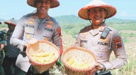 Kapolres Demak, AKBP Ari Cahya Nugraha (kiri) memimpin panen jagung di kawasan hutan petak, Desa Wonosekar, Kecamatan Karangawen, Kabupaten Demak, Rabu (30/4/2025).
