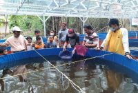 Kolam ikan lele milik Koperasi Mitra Mina Lestari Kabupaten Rembang.