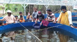 Kolam ikan lele milik Koperasi Mitra Mina Lestari Kabupaten Rembang.