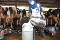 Penyalaan sambungan listrik baru dengan daya 164 kilo Volt Ampere (kVA) untuk UD. Pramono, salah satu pengepul susu sapi terbesar di Boyolali, Selasa (20/5/2025).