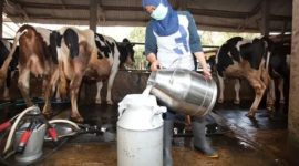 Penyalaan sambungan listrik baru dengan daya 164 kilo Volt Ampere (kVA) untuk UD. Pramono, salah satu pengepul susu sapi terbesar di Boyolali, Selasa (20/5/2025).