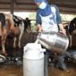 Penyalaan sambungan listrik baru dengan daya 164 kilo Volt Ampere (kVA) untuk UD. Pramono, salah satu pengepul susu sapi terbesar di Boyolali, Selasa (20/5/2025).