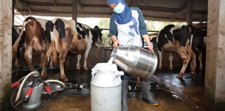 Penyalaan sambungan listrik baru dengan daya 164 kilo Volt Ampere (kVA) untuk UD. Pramono, salah satu pengepul susu sapi terbesar di Boyolali, Selasa (20/5/2025).