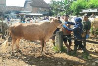 Dinas Pertanian dan Pangan (Dintanpan) Kabupaten Rembang mengintensifkan kegiatan vaksinasi terhadap sapi yang berpotensi menjadi hewan kurban.