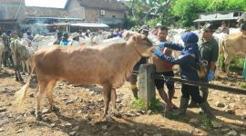 Dinas Pertanian dan Pangan (Dintanpan) Kabupaten Rembang mengintensifkan kegiatan vaksinasi terhadap sapi yang berpotensi menjadi hewan kurban.