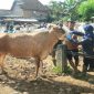 Dinas Pertanian dan Pangan (Dintanpan) Kabupaten Rembang mengintensifkan kegiatan vaksinasi terhadap sapi yang berpotensi menjadi hewan kurban.