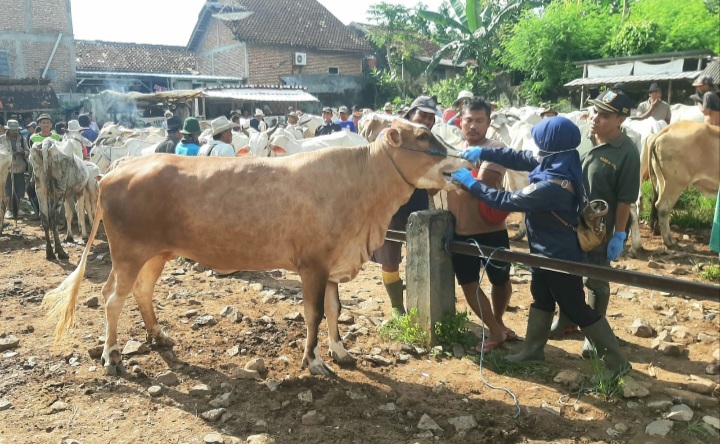 Dinas Pertanian dan Pangan (Dintanpan) Kabupaten Rembang mengintensifkan kegiatan vaksinasi terhadap sapi yang berpotensi menjadi hewan kurban.