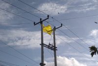 Layang-layang menyangut di jaringan tegangan tinggi PLN.