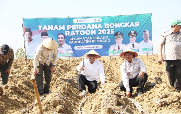 Launching program Bongkar Ratoon (peremajaan tebu) di Desa Kerep Kecamatan Sulang, Kabupaten Rembang, Kamis (16/10/2025).
