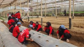 Para pelajar sedang belajar bertani di
Kebun Belajar Tani untuk mengenal proses pertanian secara langsung.