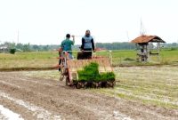Penanaman padi di persawahan Kabupaten Rembang