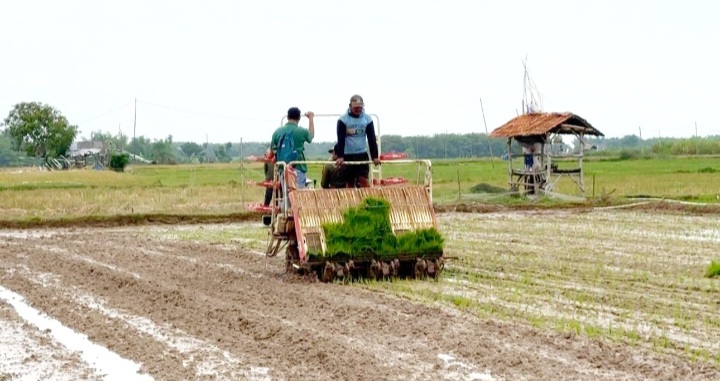Penanaman padi di persawahan Kabupaten Rembang
