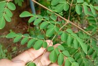 Daun Kelor
