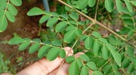 Daun Kelor

