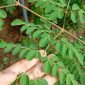 Daun Kelor
