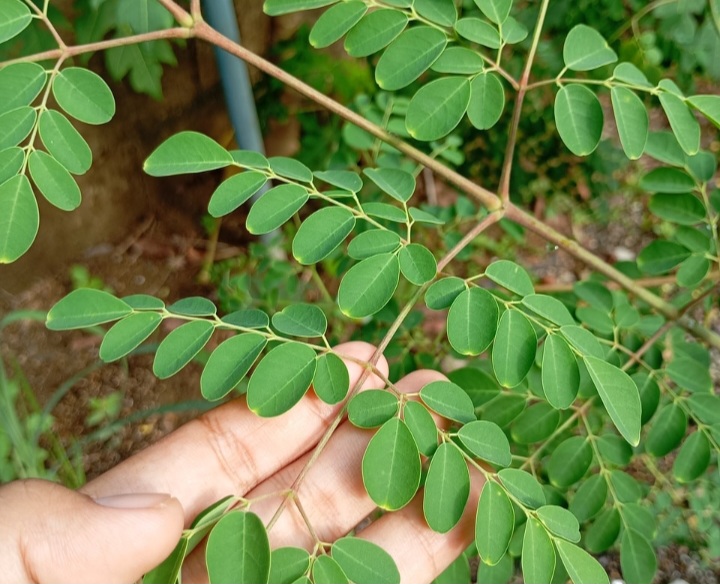 Daun Kelor
