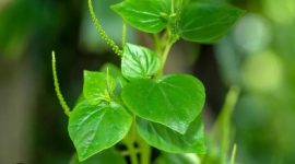 Daun Sirih Cina