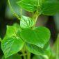 Daun Sirih Cina