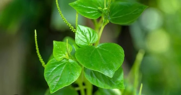 Daun Sirih Cina