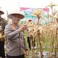Kapolres Wonosobo, AKBP M. Kasim Akbar Bantilan, terjun langsung dalam  Panen Raya Jagung Serentak Kuartal I Tahun 2026 yang dilaksanakan di Dusun Madukoro, Desa Candimulyo, Kecamatan Kertek, Kabupaten Wonosobo, Jumat (9/1/2026).